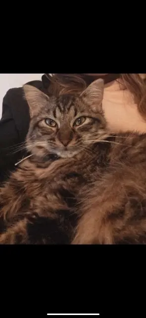 chatte lost   60590 Sérifontaine Maya