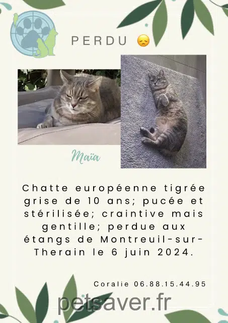 cat lost 60134 Montreuil-sur-Thérain Maïa cat lost 60134 Montreuil-sur-Thérain Maïa