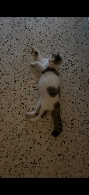 chatte lost   60400 Noyon Meï meï