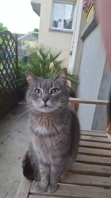 chatte lost   60400 Noyon Mia