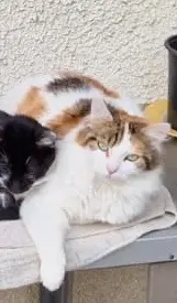 chatte lost   60650 Saint-Paul Minette