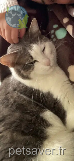 chatte lost   60200 Compiègne Minette