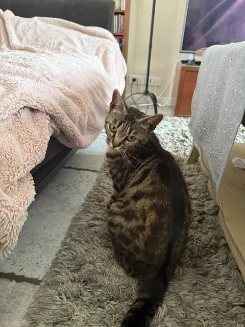 chatte lost   60390 Auneuil Minouche