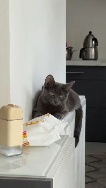 chatte lost   60700 Pont-Sainte-Maxence Minouche