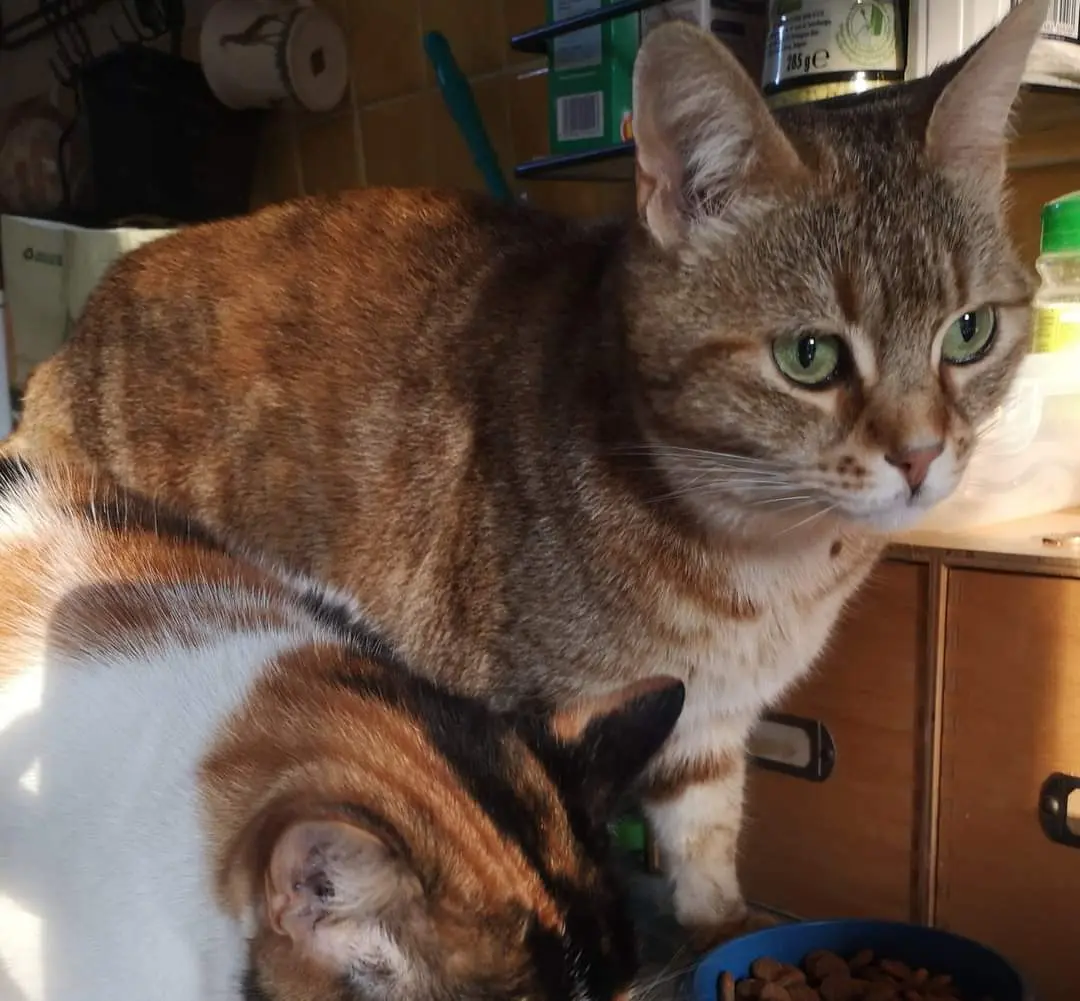 Chatte Perdue 60 Oise - Minouchette Chatte Perdue 60 Oise - Minouchette