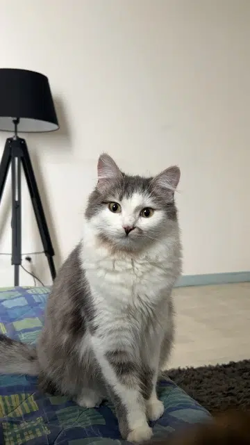 chatte lost   60400 Noyon Mya