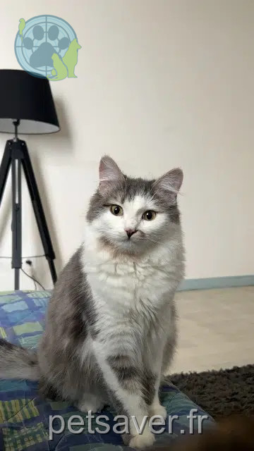 Katze vermisst 60400 Noyon Mya Katze lost 60400 Noyon Mya