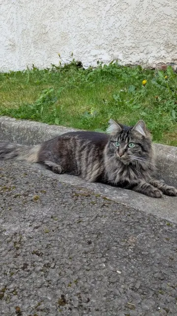 chatte lost   60400 Noyon Méo