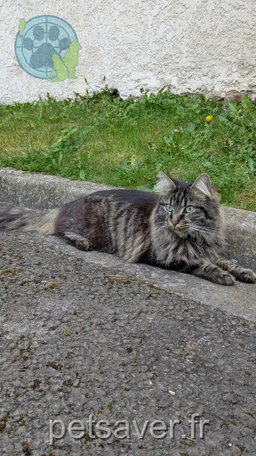 gata perdida 60400 Noyon Méo gata lost 60400 Noyon Méo