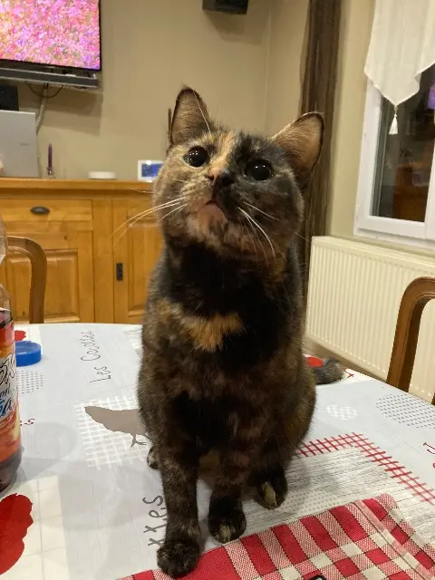 chatte lost   60126 Longueil-Sainte-Marie Nala