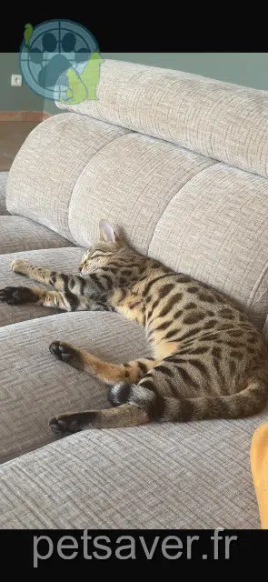 chatte lost 60290 Neuilly-sous-Clermont Nana