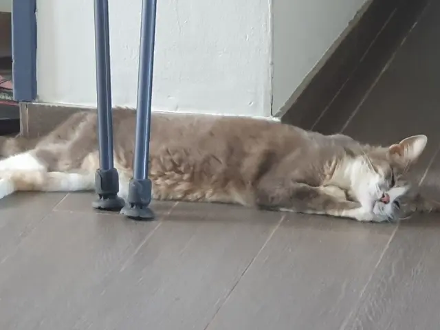 chatte lost   60330 Lagny-le-Sec Narnia