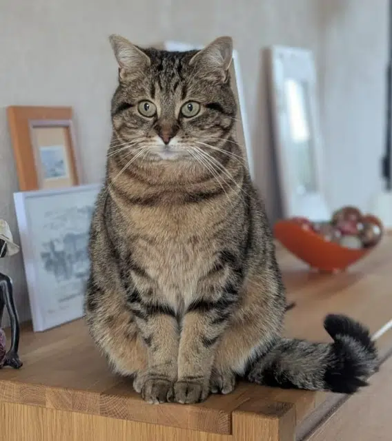 chatte lost   60000 Beauvais Niki