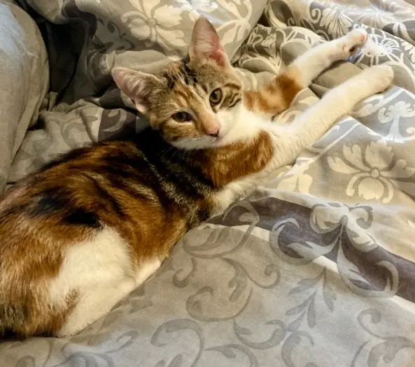 chatte lost   60840 Catenoy Olympe