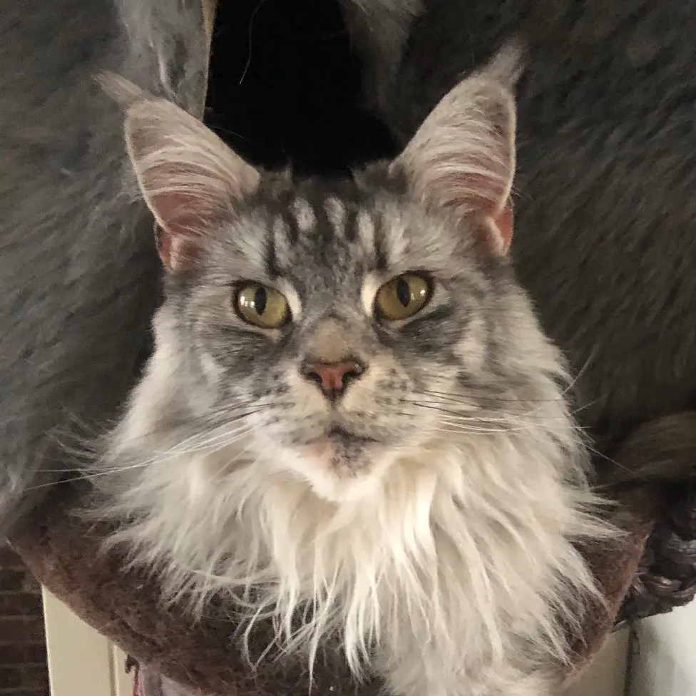 Chatte Perdue 60 Oise - Orchidée Chatte Perdue 60 Oise - Orchidée