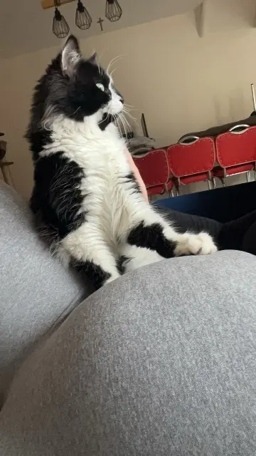 chatte lost   60510 Bresles Oreo