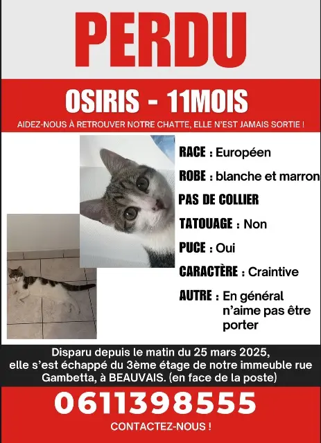 chatte lost   60000 Beauvais Osiris