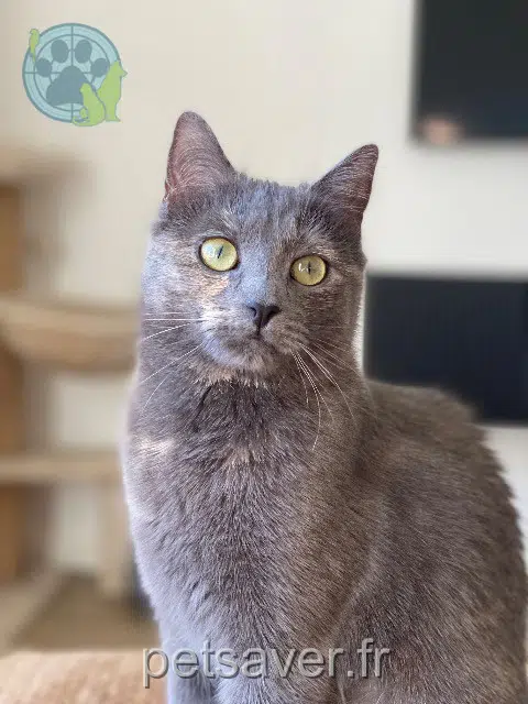 chatte lost   60000 Beauvais Oumy
