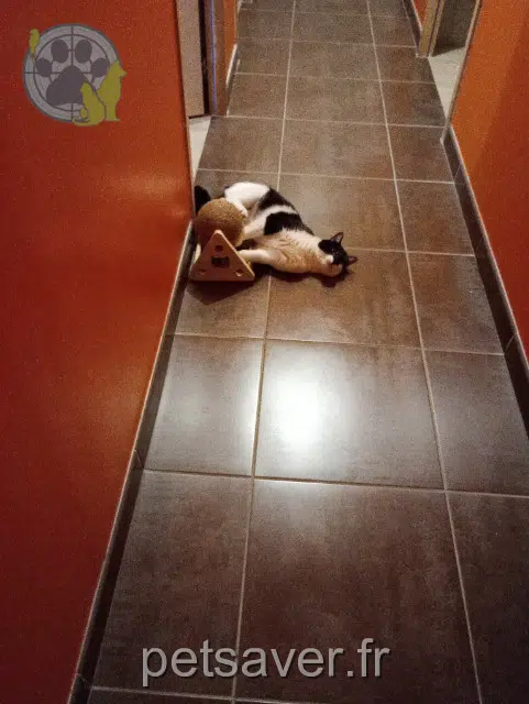 gatta lost   60700 Saint-Martin-Longueau Perle
