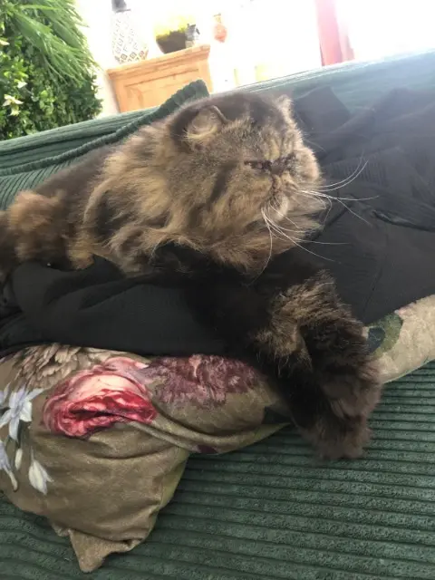 chatte lost   60510 Therdonne Persan