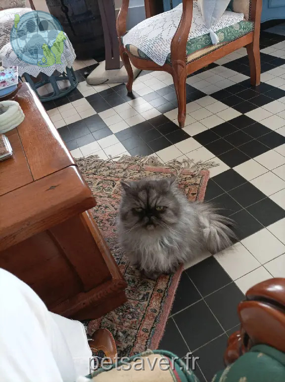 Chatte Perdue 60 Oise - Philippine Chatte Perdue 60 Oise - Philippine