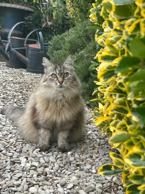 chatte lost   60150 Le Plessis-Brion Phoebé