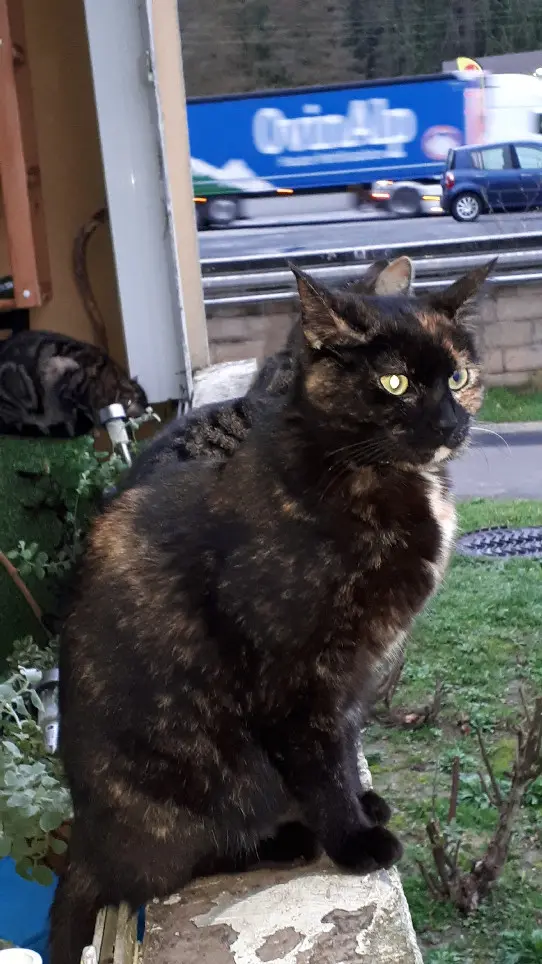 Chatte Perdue 60 Oise - Pirouette Chatte Perdue 60 Oise - Pirouette