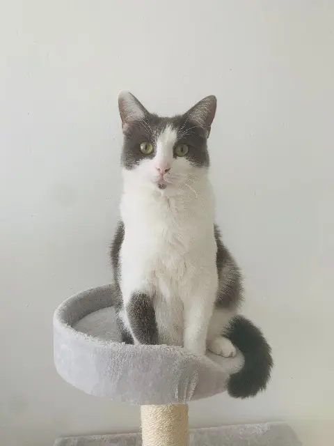 chatte lost   60280 Bienville Pita