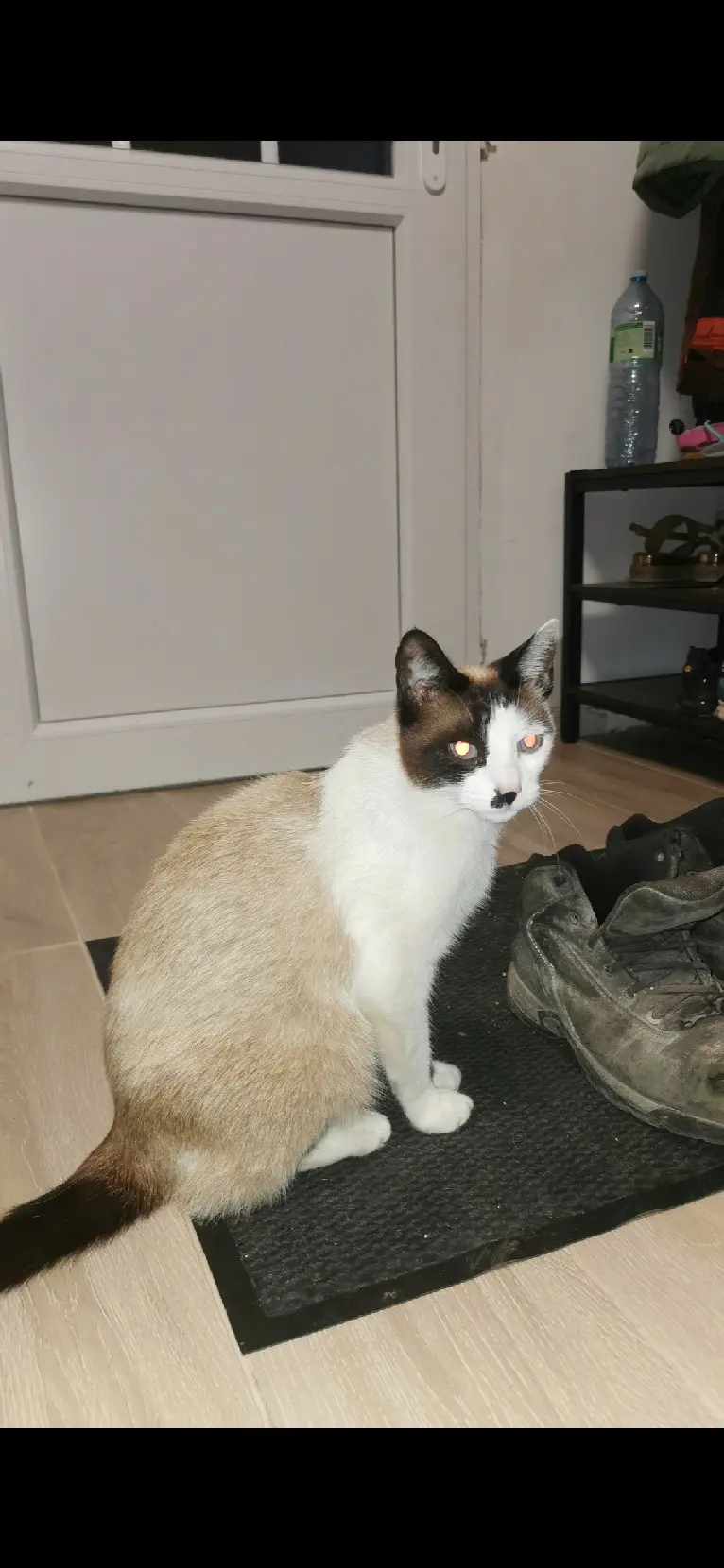 Chatte Perdue 60 Oise - Plume Chatte Perdue 60 Oise - Plume