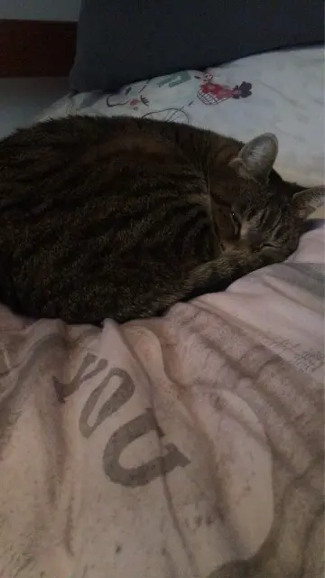 chatte lost   60740 Saint-Maximin Plume