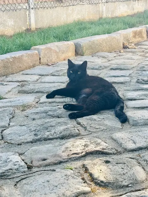 chatte lost   60110 Amblainville Polly