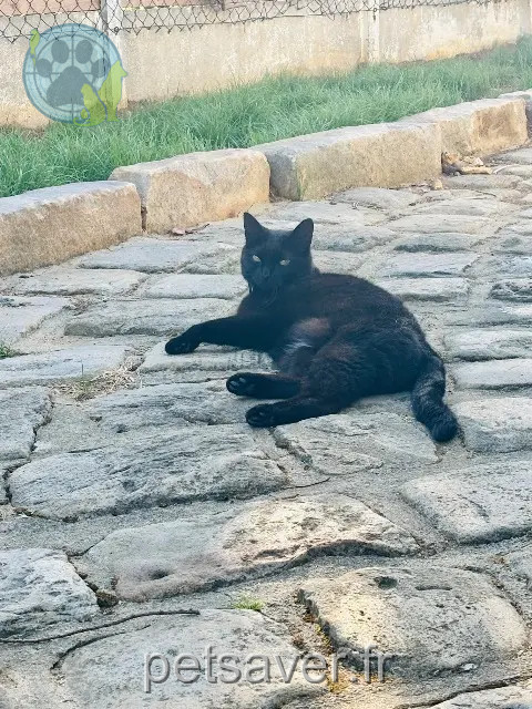 chatte perdue 60110 Amblainville Polly chatte lost 60110 Amblainville Polly