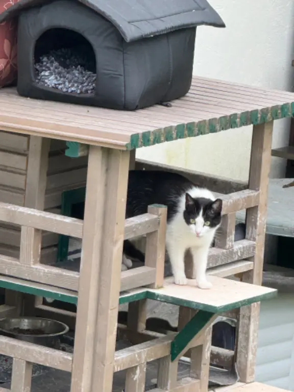 Chatte Perdue 60 Oise - Polochon Chatte Perdue 60 Oise - Polochon
