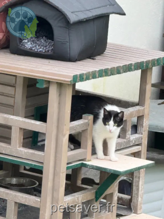 Chatte Perdue 60 Oise - Polochon Chatte Perdue 60 Oise - Polochon