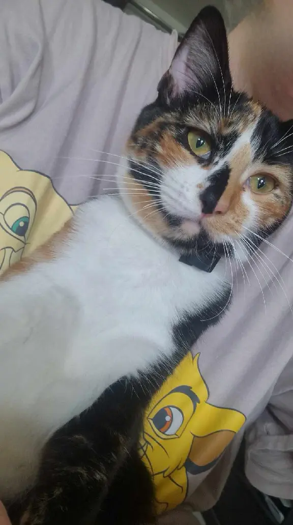 Chatte Perdue 60 Oise - Poppy Chatte Perdue 60 Oise - Poppy