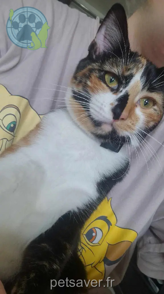 Chatte Perdue 60 Oise - Poppy Chatte Perdue 60 Oise - Poppy