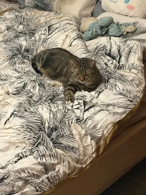 chatte lost   60490 Ressons-sur-Matz Poupette