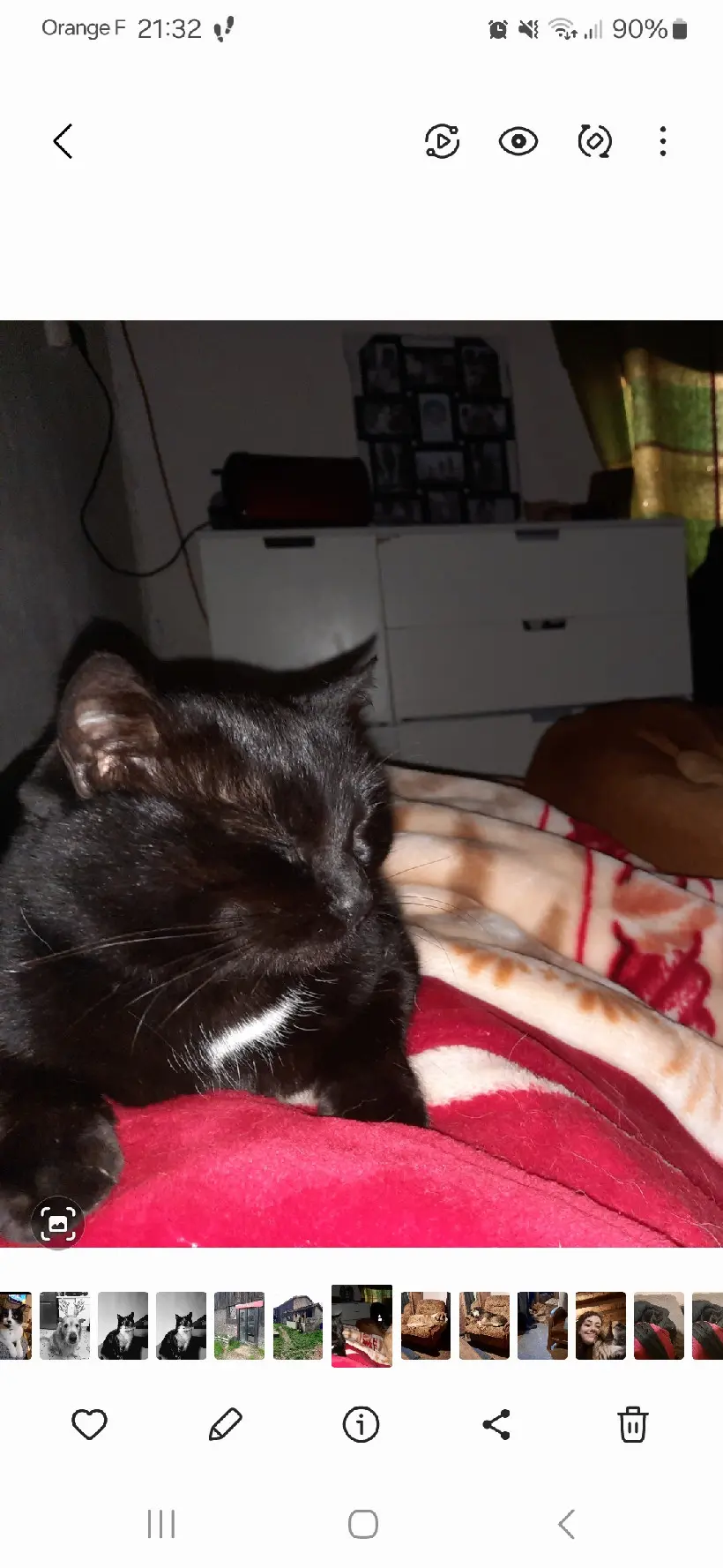 Chatte Perdue 60 Oise - Punky Chatte Perdue 60 Oise - Punky