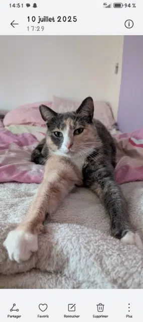 chatte lost   60000 Beauvais Rikiki