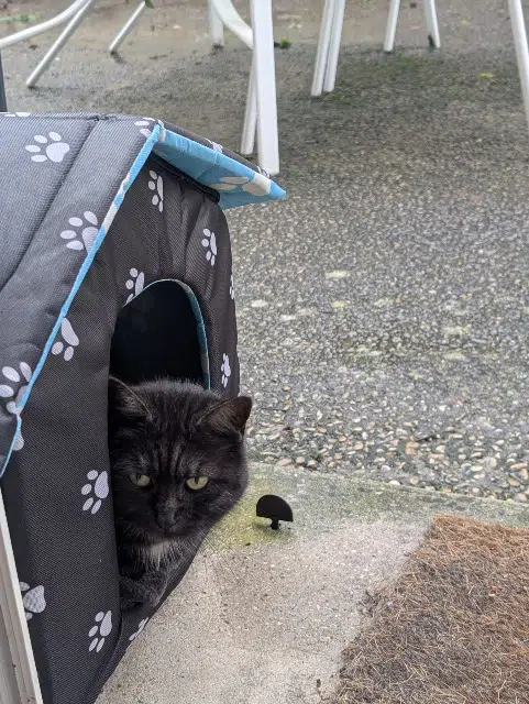 chatte lost   60200 Compiègne Rio