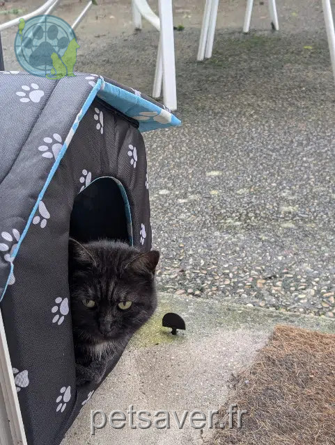 Katze vermisst 60200 Compiègne Rio Katze lost 60200 Compiègne Rio