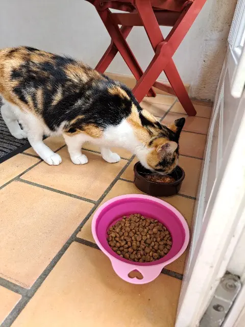 chatte lost   60660 Mello Rosa