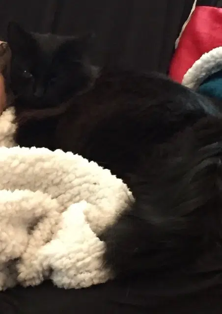 chatte lost   60134 Villers-Saint-Sépulcre Sacha