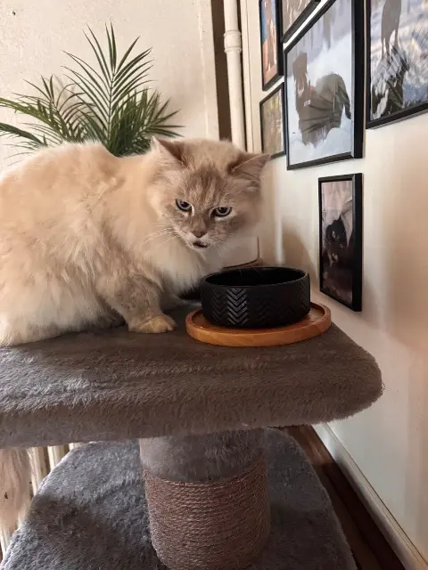 chatte lost   60590 Talmontiers Sacha