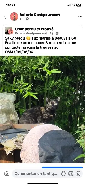 chatte lost   60000 Aux Marais Saki