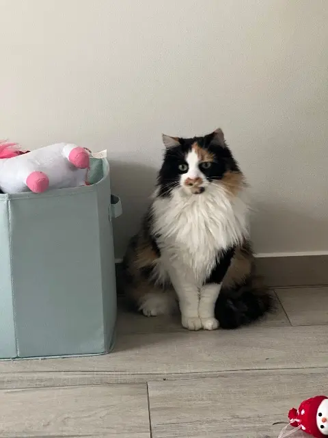 chatte lost   60680 Grandfresnoy Scarlett