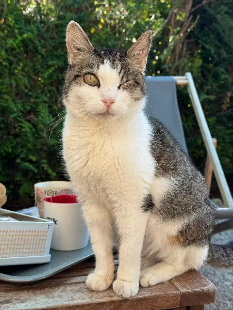 chatte lost   60100 Creil Scarlett