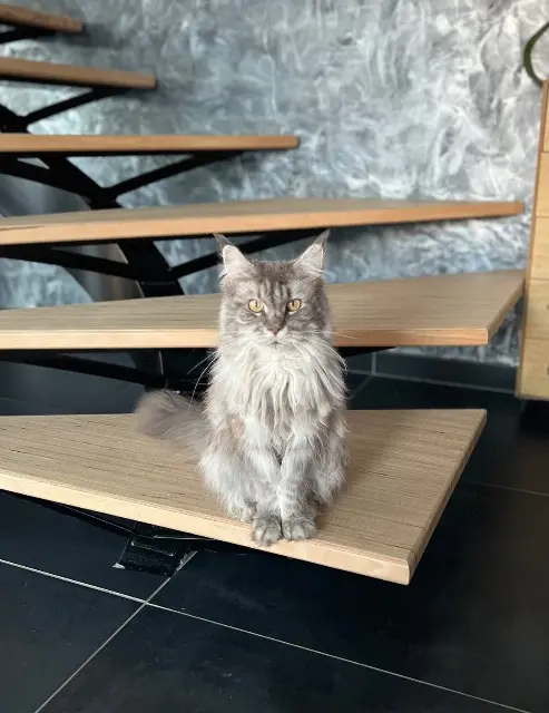 chatte lost   60610 Lacroix-Saint-Ouen Simone