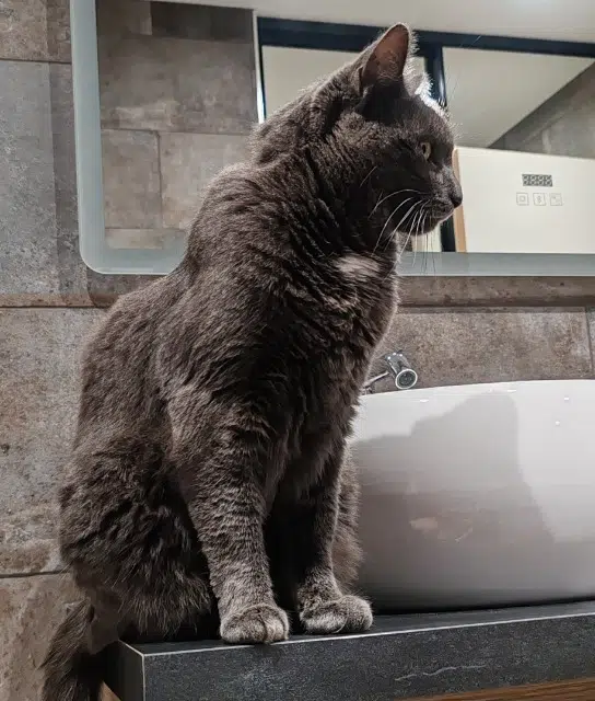 chatte lost   60890 Thury-en-Valois Snoopy