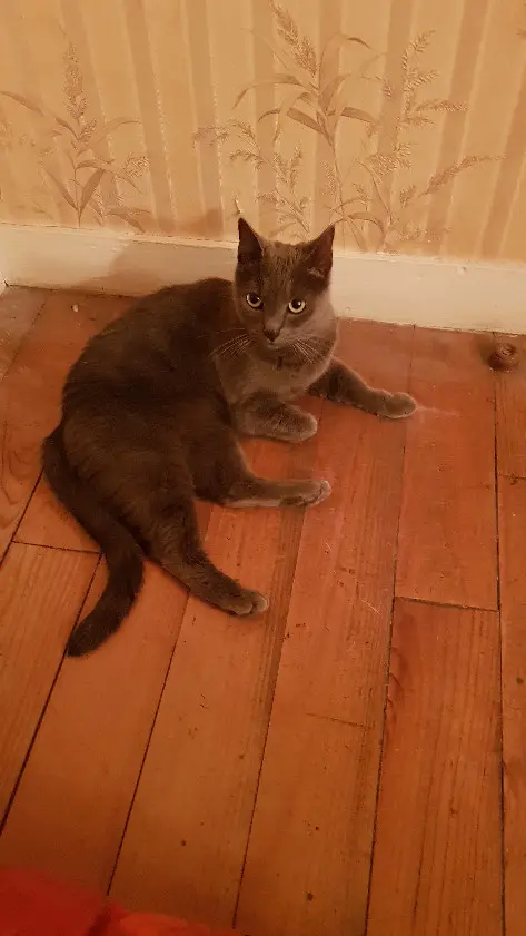 Chatte Perdue 60 Oise - Surprise Chatte Perdue 60 Oise - Surprise